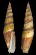 Mitra zonata